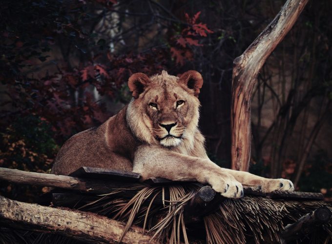 Wallpaper lion, savanna, 5k, Animals 5715712478